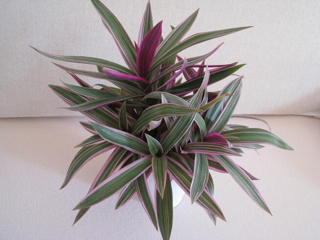 Reo meksykańskie trzykrotka tradeskancja piękna wielokolorow