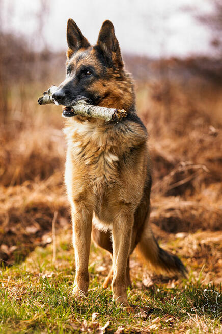 Wiktor - w typie Owczarek niemiecki; lubi się uczyć