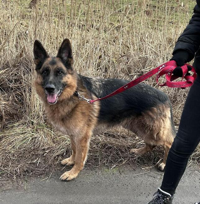 Wiktor - w typie Owczarek niemiecki; lubi się uczyć
