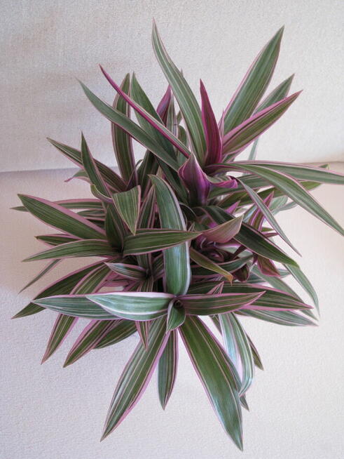 Reo meksykańskie trzykrotka tradeskancja piękna wielokolorow