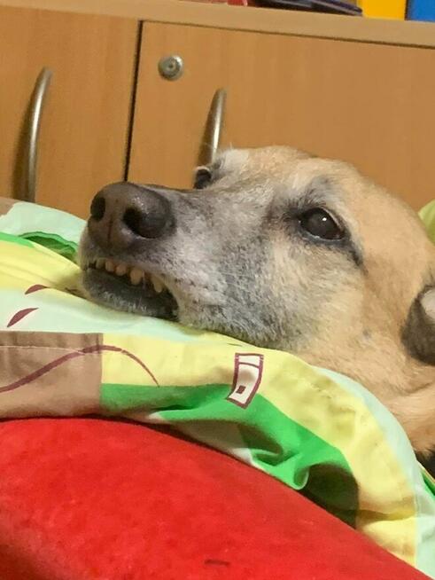 Sonia - zachowuje czystość, chodzi przy nodze i nie ucieka