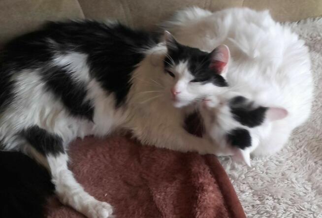 Słodziaki z dłuższym futerkiem, 10 mies.