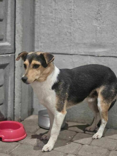 Komar szuka domu schronisko Zgierz -aktualne