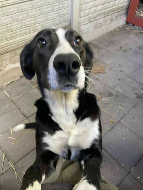 szuka domu -schronisko Zgierz -aktualne