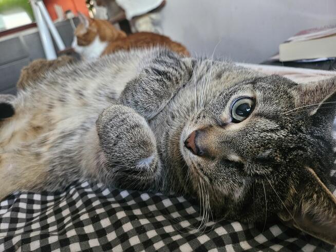 Śliczna burasia do adopcji