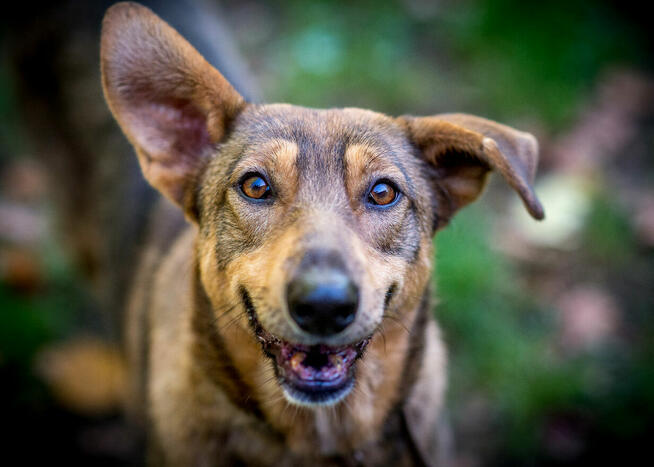 Kromka: nowa suczka, nowe życie – tylko domu brak