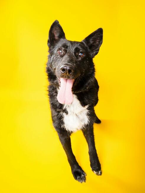 Oxan z Ukrainy - przyjazny amator długich spacerów