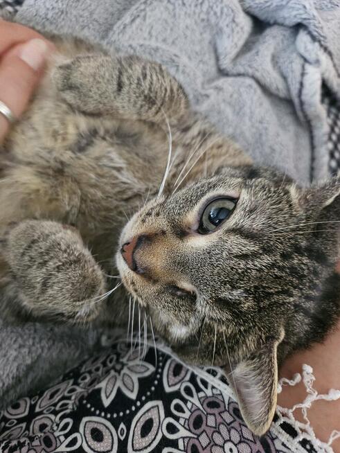 Śliczna burasia do adopcji