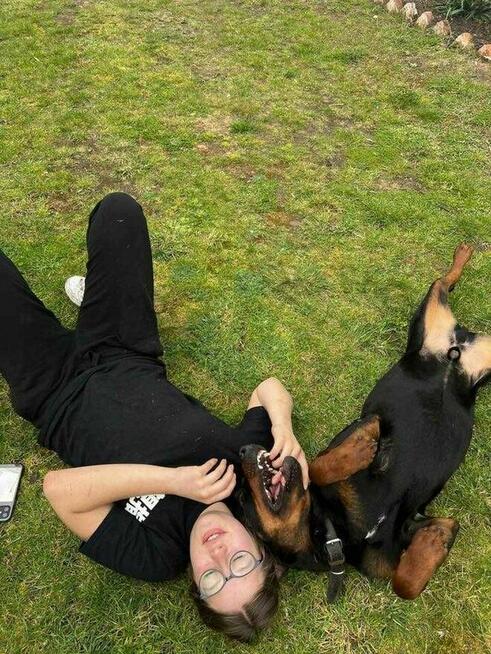 Gończy polski Mundek domu -schronisko Zgierz -aktualne