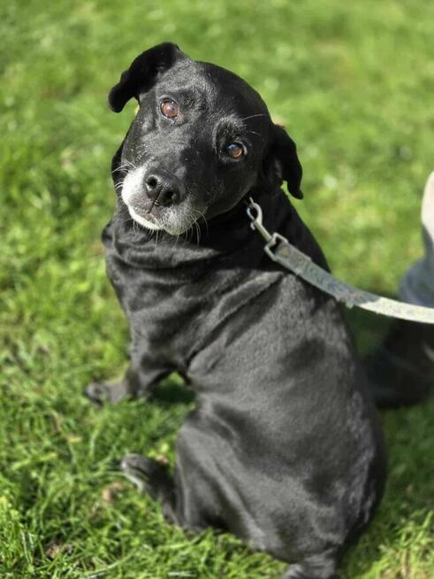 Bomba domu schronisko Zgierz -aktualne