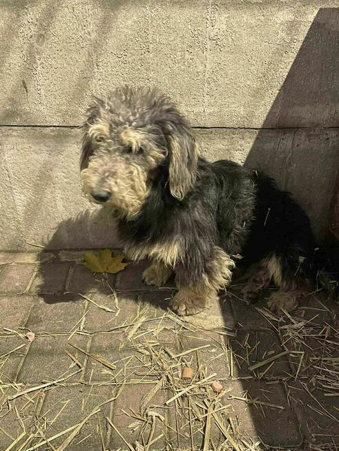 mix szuka domu schronisko - Zgierz -aktualne