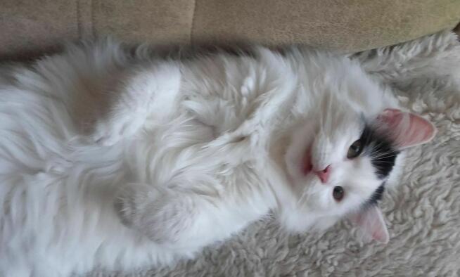 Słodziaki z dłuższym futerkiem, 10 mies.