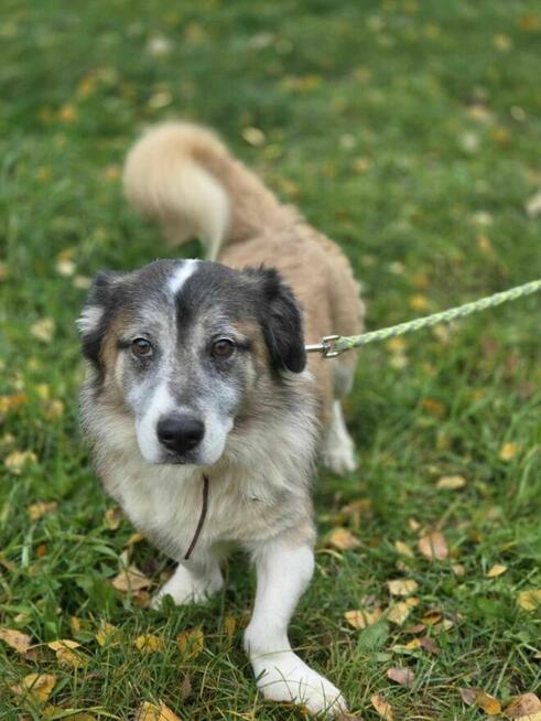 Grzybek szuka domu -schronisko Zgierz-aktualne