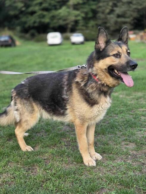 Owczarek mix Wacek szuka domu schronisko Zgierz -aktualne