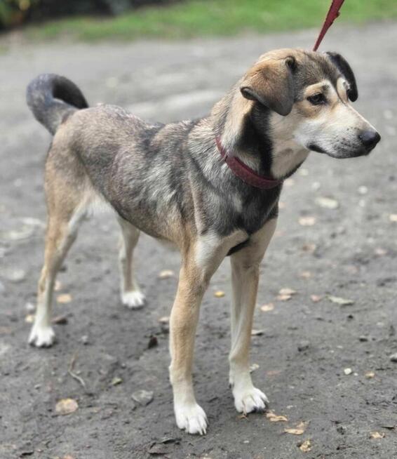 Husky mix Naomi szuka domu -schronisko Zgierz -aktualne