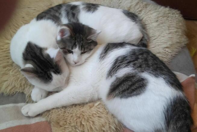 Pokochaj braciszków, 6 mies,