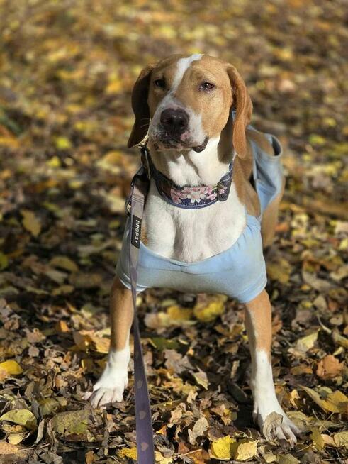 gończy Hygena Wiśnia -schronisko Zgierz -aktualne