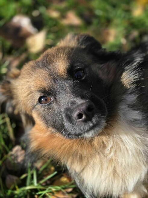 Wintydz szuka domu -schronisko Zgierz-aktualne