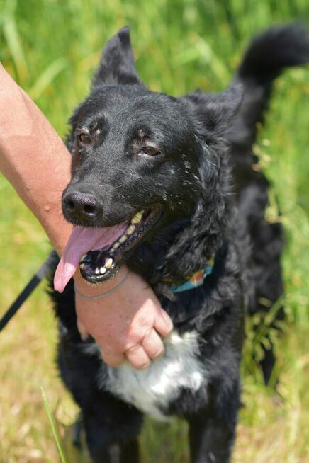 Oxan z Ukrainy - przyjazny amator długich spacerów