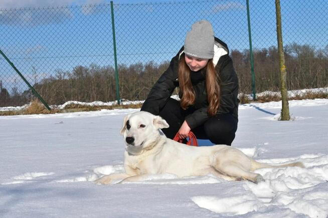 Dogo - lubi towarzystwo ludzi i spacery