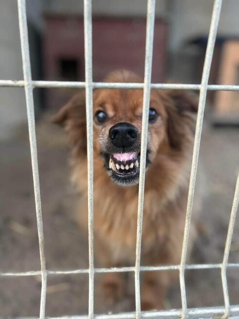 Misio - raz aniołek raz diabełek