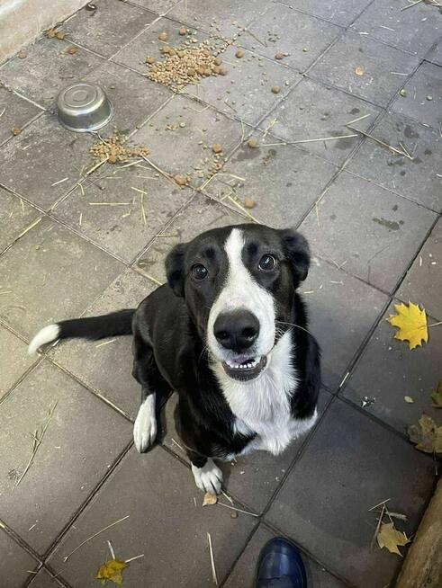 szuka domu -schronisko Zgierz -aktualne