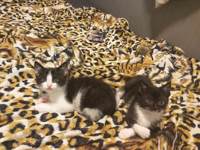 Kociaki wychowane na butelce -adopcja razem -aktualne