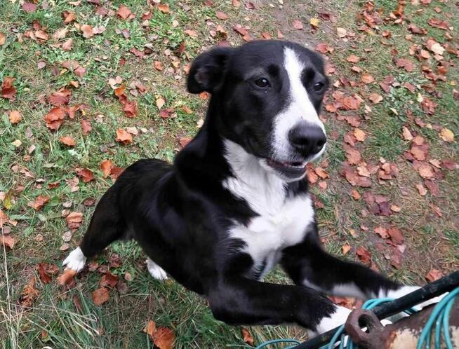 szuka domu -schronisko Zgierz -aktualne