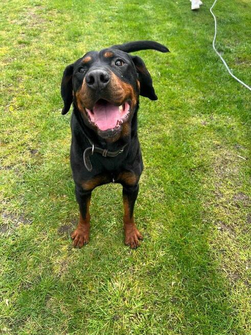 Gończy polski Mundek domu -schronisko Zgierz -aktualne