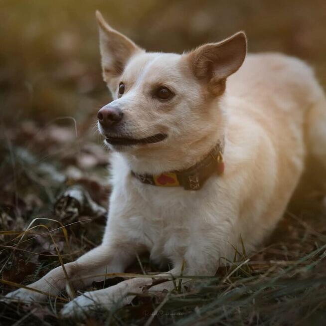 Gumiś - pojętny psiak o nietuzinkowej urodzie