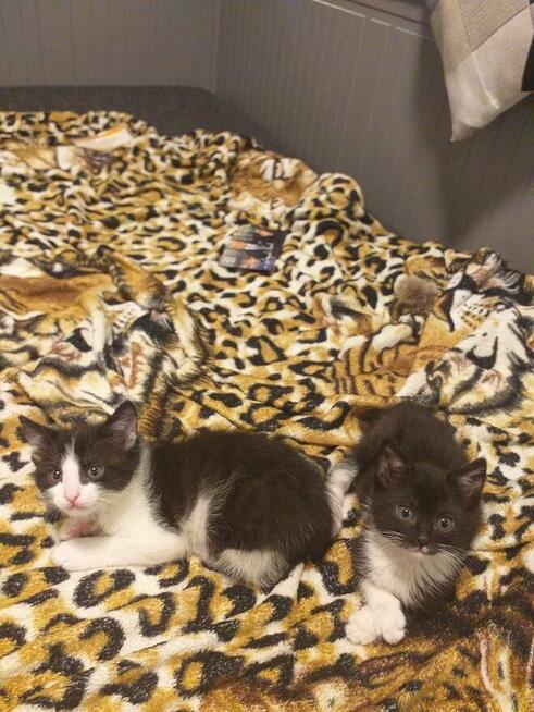 Kociaki wychowane na butelce -adopcja razem -aktualne