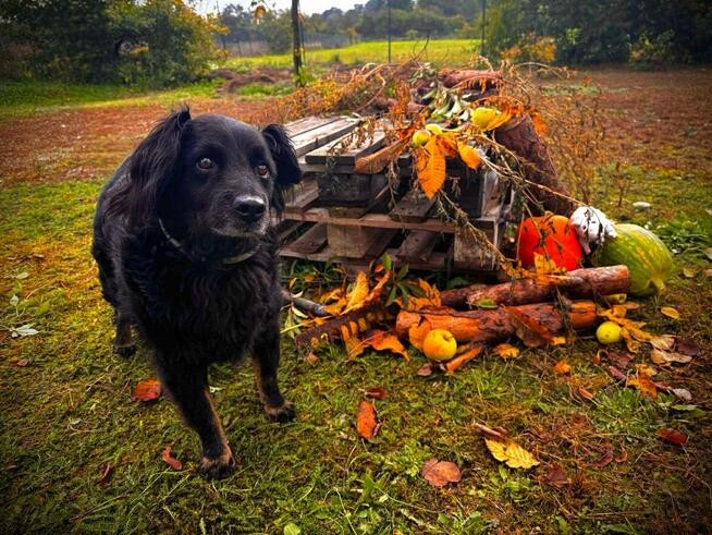 Dżeki - kudłacz uwielbiający długie spacery