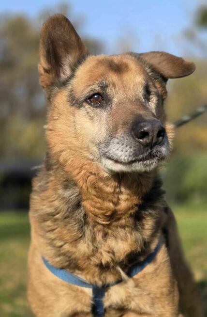 Sylwek bez oka szuka domu schronisko Zgierz -aktualne