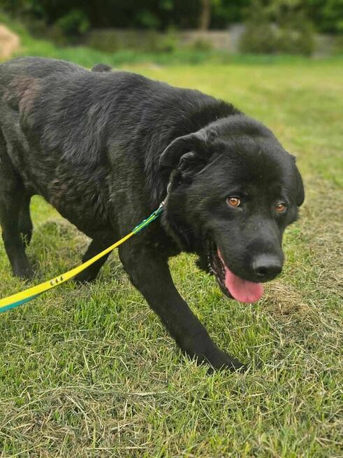Labrador mix Sandwicz szuka domu -schronisko Zgierz -aktualne