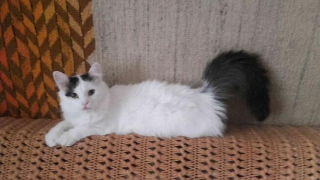 Słodziaki z dłuższym futerkiem, 10 mies.