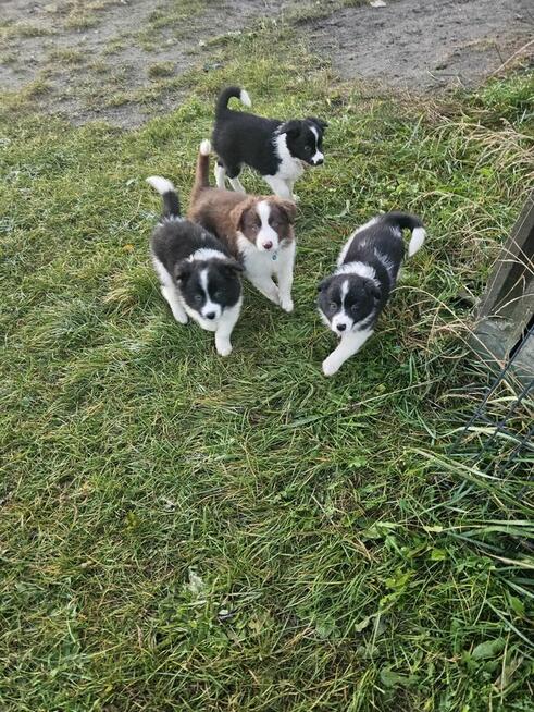 Border Collie szczeniaczki