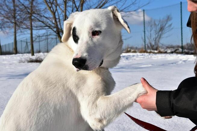 Dogo - lubi towarzystwo ludzi i spacery