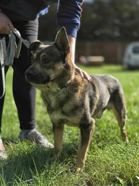Wirnik malutki szuka domu schronisko Zgierz-aktualne