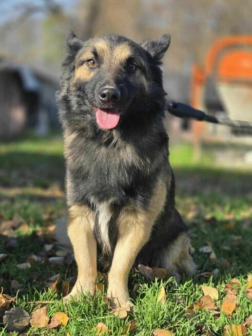 owczarek mix szuka domu schronisko Zgierz -aktualne