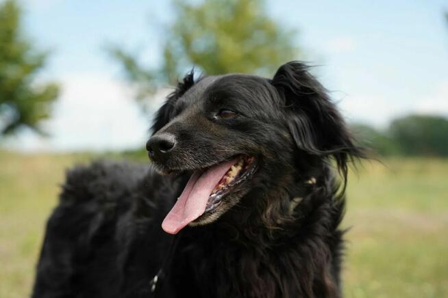 Dżeki - kudłacz uwielbiający długie spacery