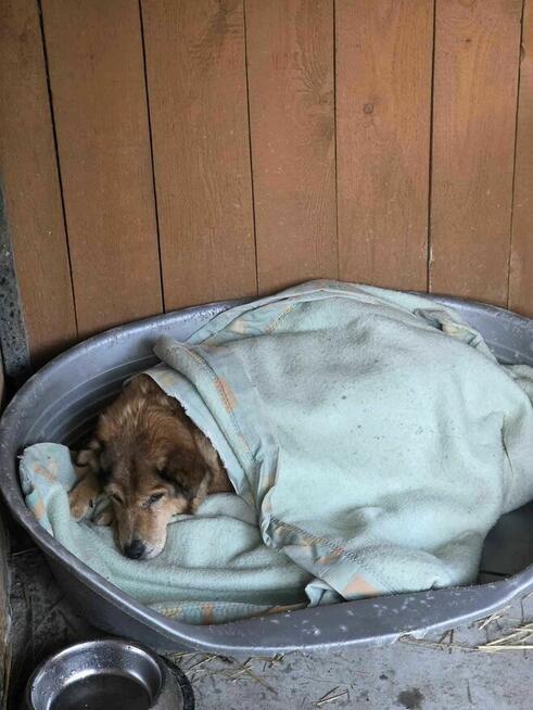 Kufel Pilne nie przeżyje chłodu schronisko Zgierz -aktualne