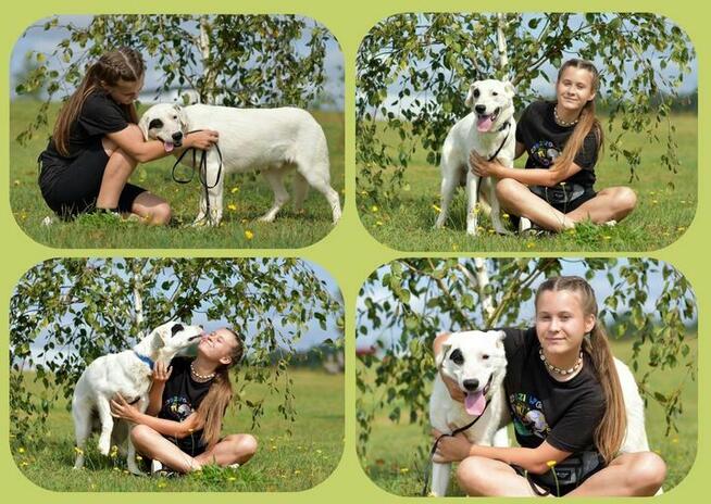 Dogo - lubi towarzystwo ludzi i spacery