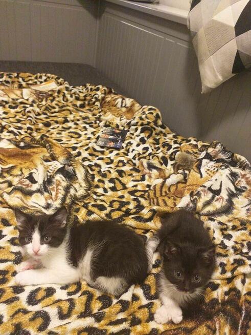 Kociaki wychowane na butelce -adopcja razem -aktualne