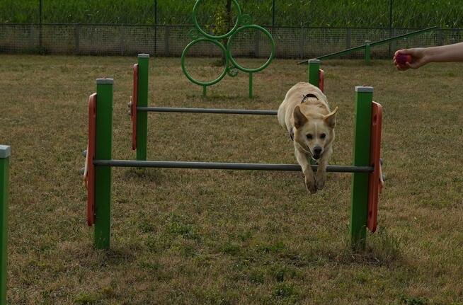 Gumiś - pojętny psiak o nietuzinkowej urodzie