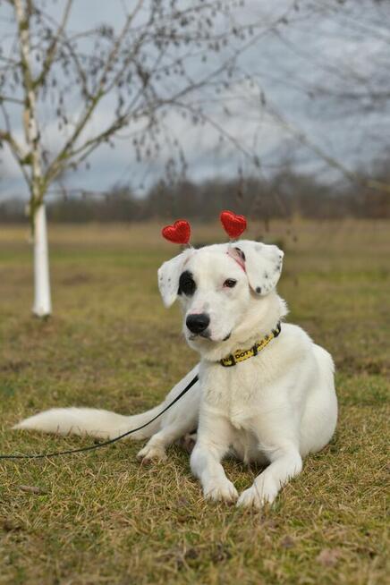 Dogo - lubi towarzystwo ludzi i spacery