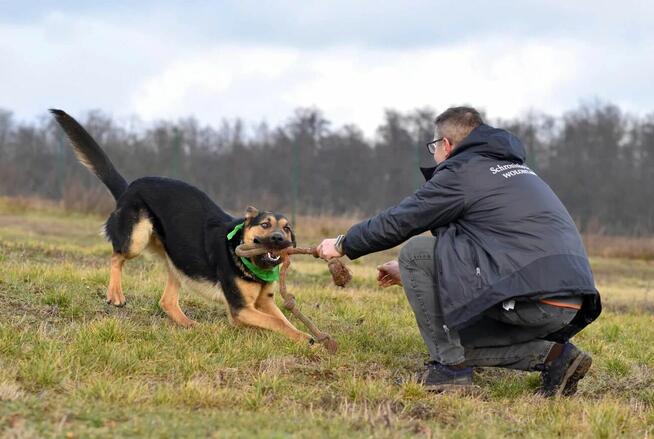 Grudzień - młody psiak o wielkim sercu