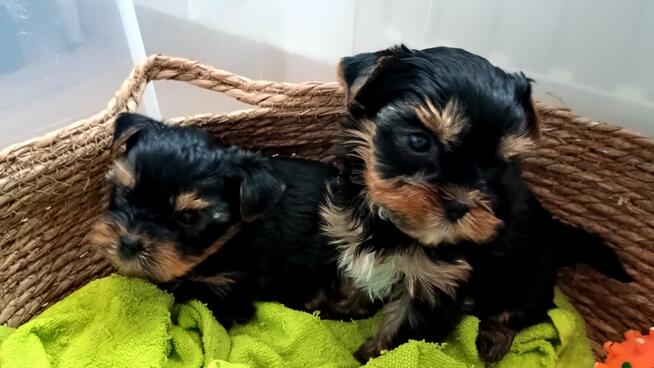 York yorki Yorkshire terier