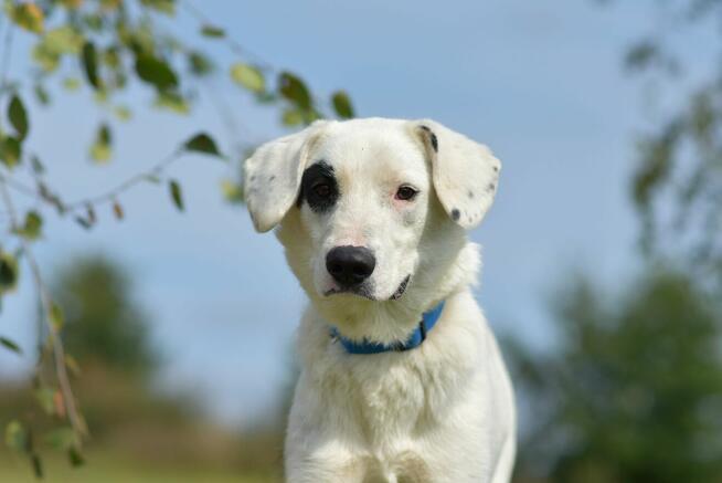 Dogo - lubi towarzystwo ludzi i spacery