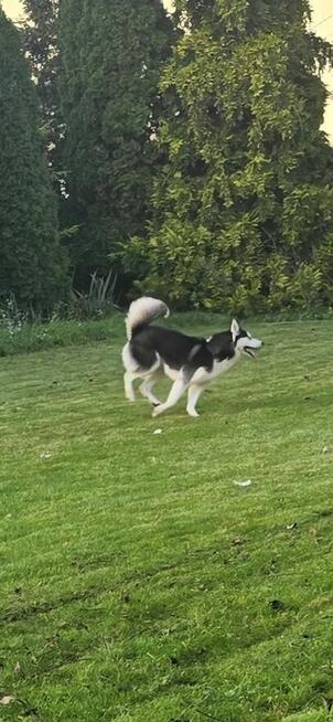 szukam domu dla Dejzi