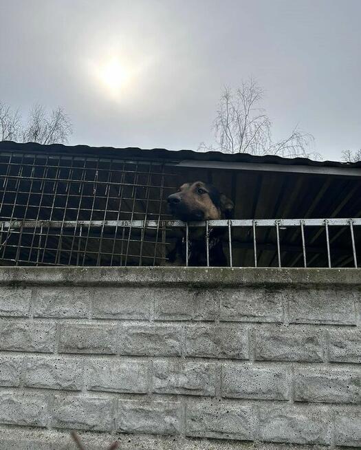 Grudzień - młody psiak o wielkim sercu